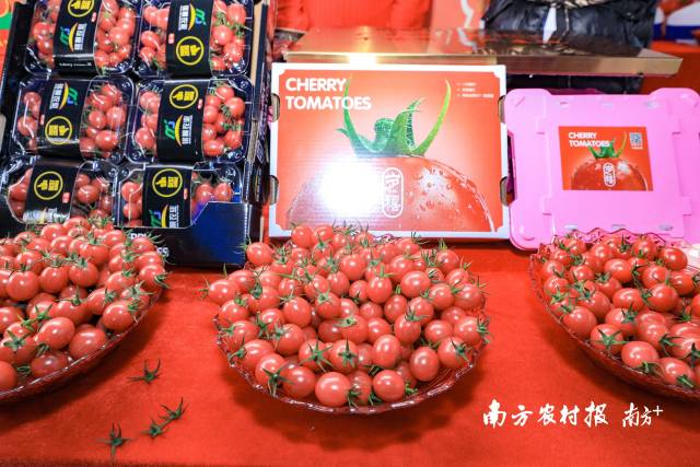 活動(dòng)現(xiàn)場(chǎng)，遂溪千禧果深受與會(huì)嘉賓的喜愛(ài)  南方農(nóng)村報(bào) 吳秒衡 拍攝