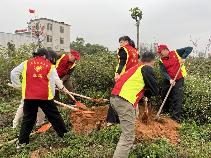 圖6：樂民中學老師在調(diào)神村植樹點植樹.jpg