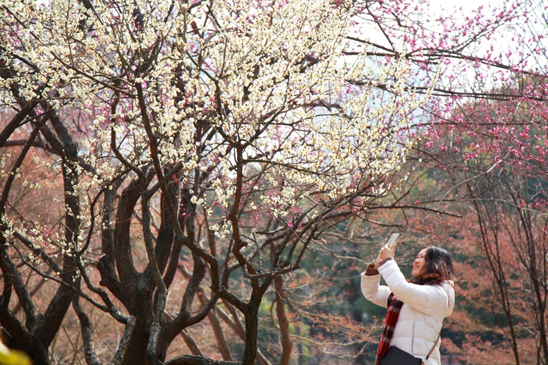 花開(kāi)春意濃